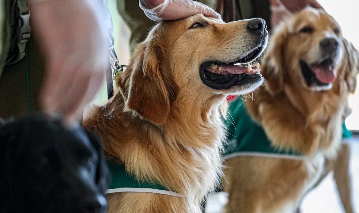 Colombia propone normas globales para transporte seguro de mascotas en aviones
