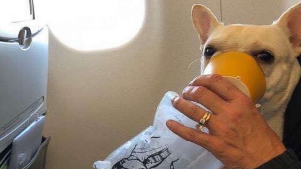 Tripulación de JetBlue asiste con oxígeno a mascota