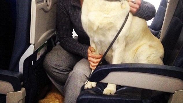 Aerolíneas canadienses permiten mascotas viajando en cabina tras incendios en Fort McMurray