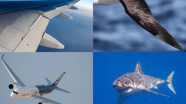 Biomimetismo: ingeniería al estilo de la naturaleza