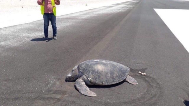 Tortuga anida en pista que era una playa