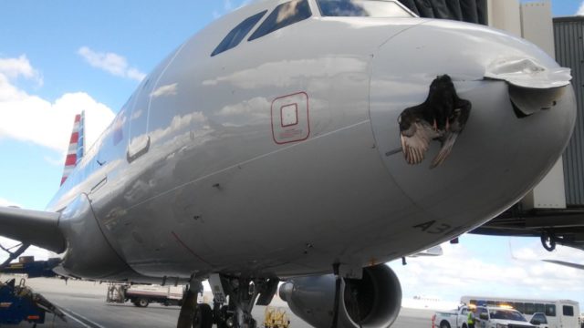 Vídeo:A319 de American sufre birdstrike en aproximación a Miami