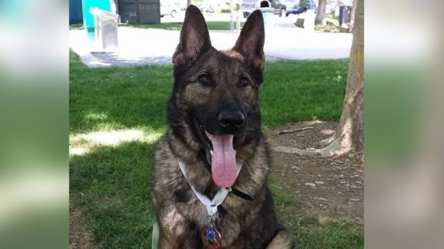 United envía por error perro a Japón