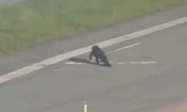 Vuelo de Spirit cede el paso a cocodrilo en Orlando