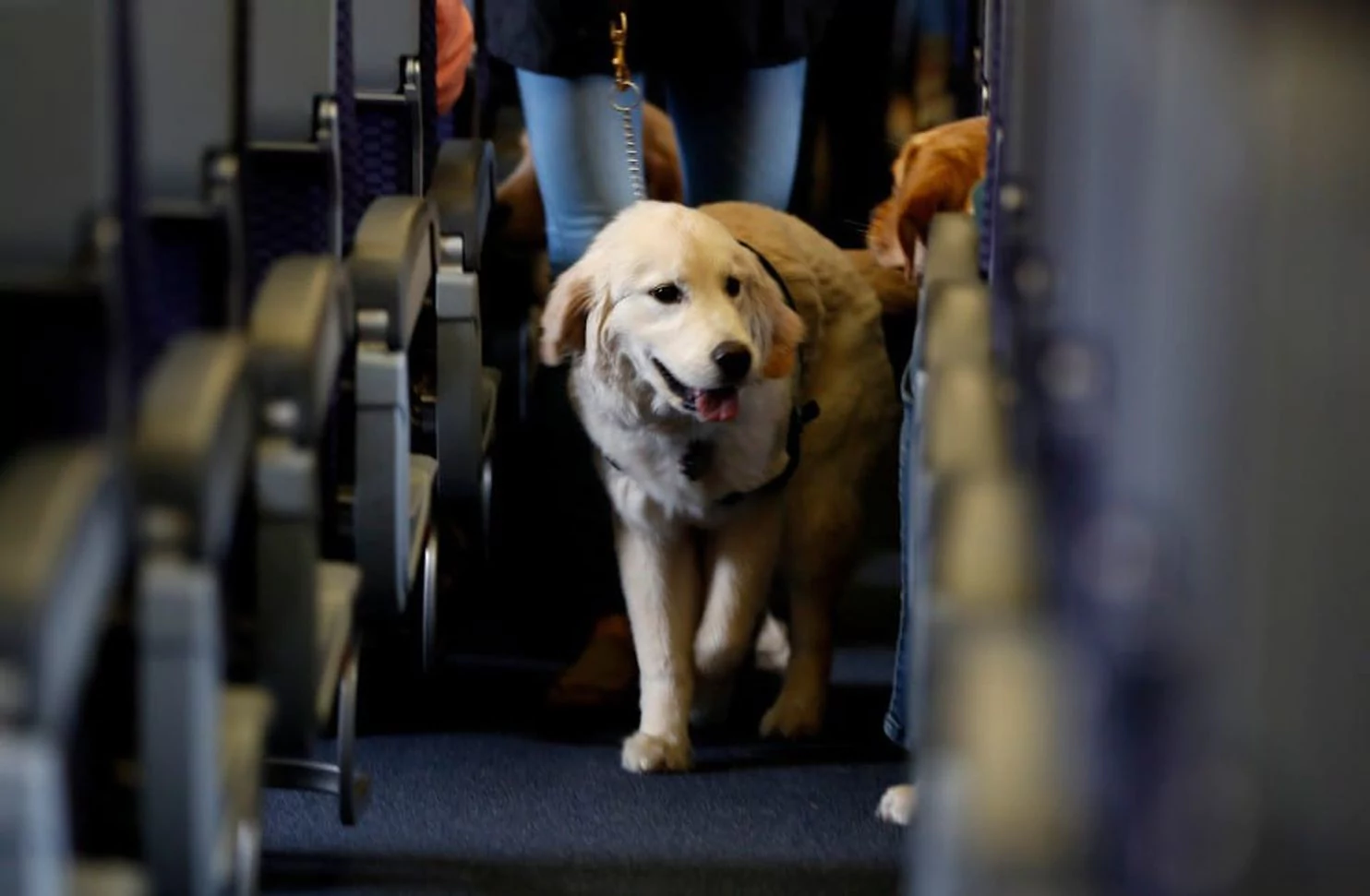 Presentan norma para transporte de animales domésticos en aeronaves en México