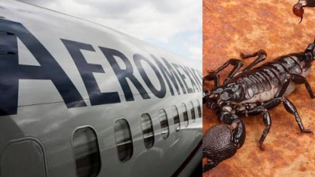 Pasajero fue picado por alacrán en un vuelo de Aeroméxico con destino a Chicago