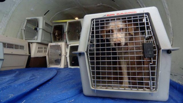 Volaris crea Protocolo CUCHO para mejorar manejo de mascotas documentadas