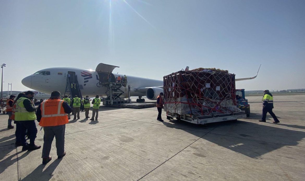 LATAM Cargo transporta primer rinoceronte blanco nacido en Chile a Colombia para conservación de su especie