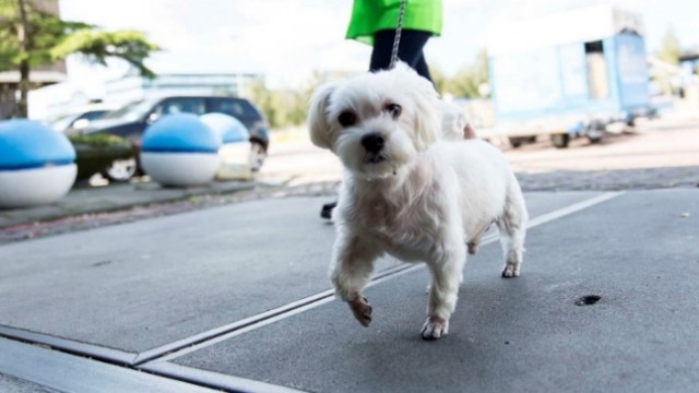 Descubre el hotel de animales de KLM