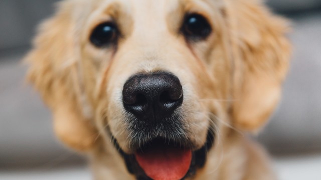¿Qué pasa con tu mascota después de dejarla en los mostradores de la aerolínea?