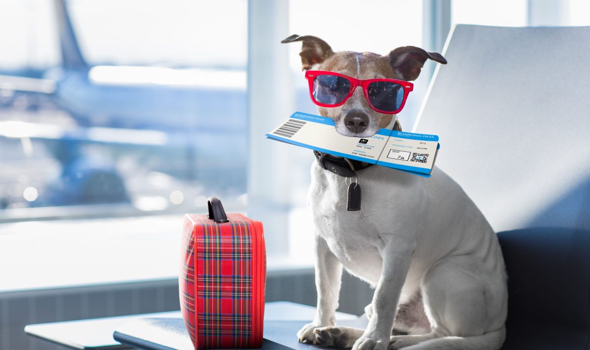Mascotas a bordo: un vuelo cargado de emociones para los viajeros y sus compañeros peludos