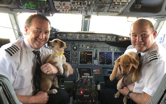 Southwest rescata a 62 perros y gatos de Puerto Rico para adopción en Estados Unidos