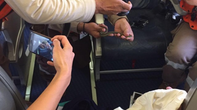 Detrás del incidente con la serpiente del vuelo AM231